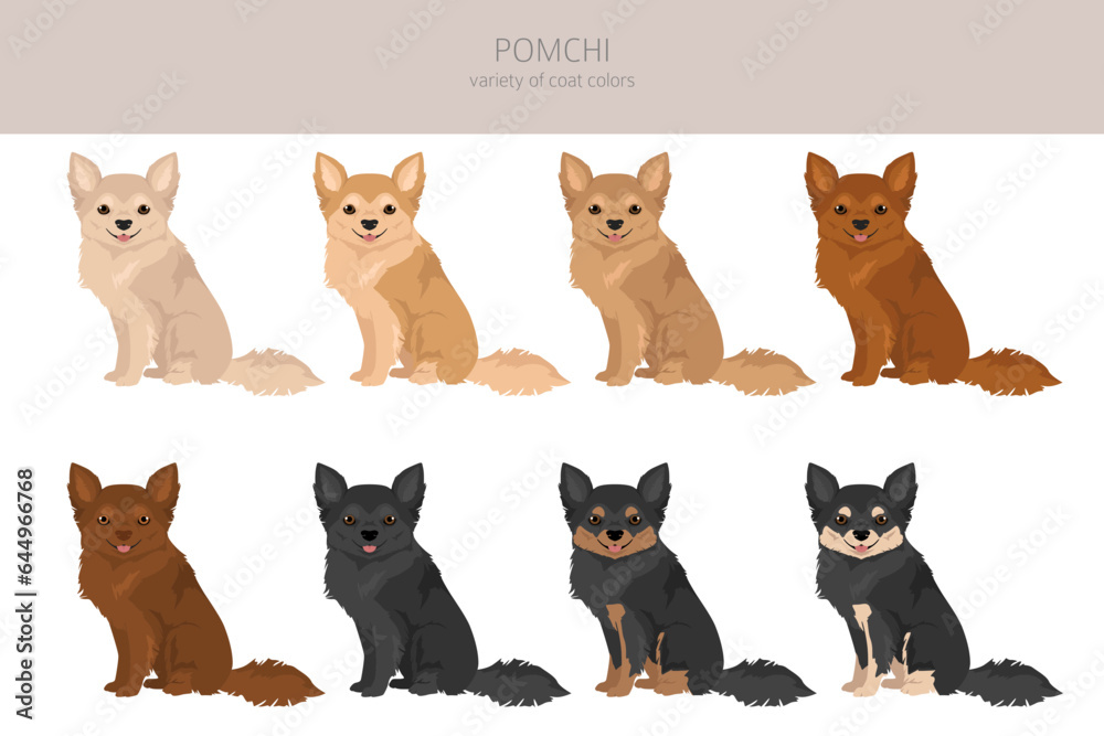 Pomchi clipart. Pomeranian Chihuahua mix. Different coat colors set Pomchi clipart. Pomeranian Chihuahua mix. Different coat colors set