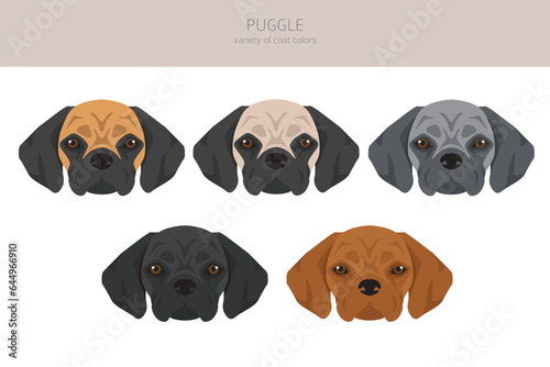 Puggle clipart. Pug beagle mix. Different coat colors set