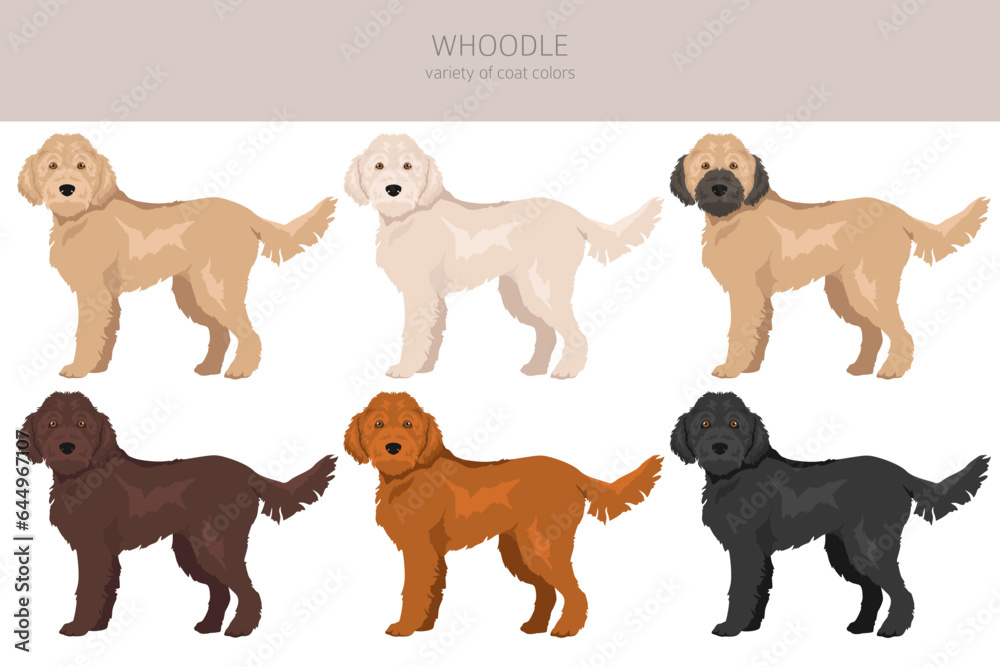 Whoodle clipart. Wheaten terrier Poodle mix. Different coat colors set
