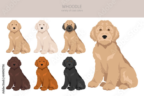 Whoodle clipart. Wheaten terrier Poodle mix. Different coat colors set