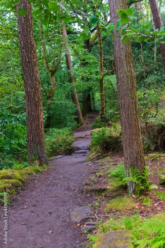 path in the woods