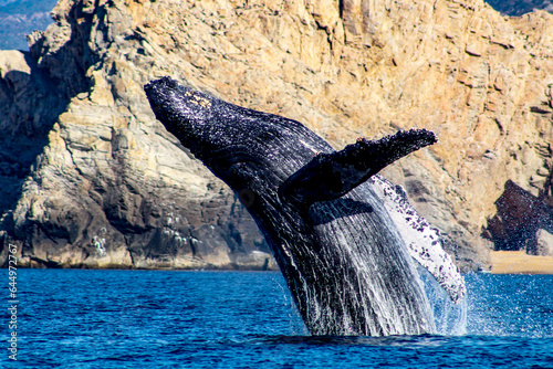 Beautiful specimen of humpback whale emerging from the deep sea and jumping with joy in the sea of Cortez, in Cabo San Lucas in the state of Baja California Sur, Mexico.