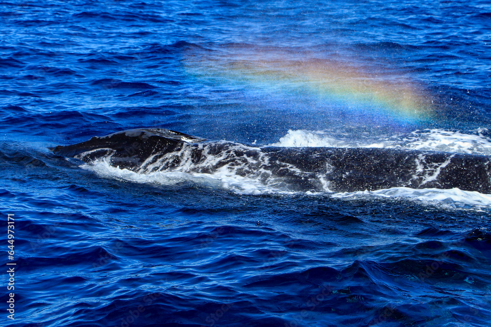 Beautiful and huge specimen of humpback whale emerging from the deep sea and breathing of joy in the sea of Cortez, in front of the coast, in Cabo San Lucas in the state of Baja California Sur. Beautiful and huge specimen of humpback whale emerging from the deep sea and breathing of joy in the sea of Cortez, in front of the coast, in Cabo San Lucas in the state of Baja California Sur.