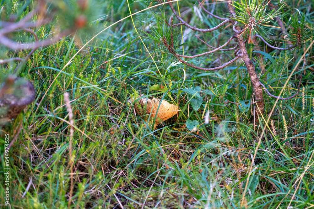Mushroom in the swiss national Park Mushroom in the swiss national Park
