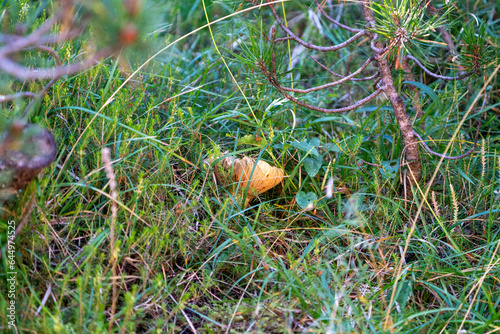 Mushroom in the swiss national Park