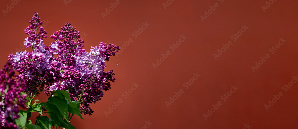 Twigs of purple lilac with green leaves against a brick-colored wall. Clear space for text. Festive background with lilac. Twigs of purple lilac with green leaves against a brick-colored wall. Clear space for text. Festive background with lilac.
