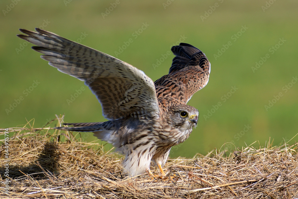 Fototapeta premium turmfalke