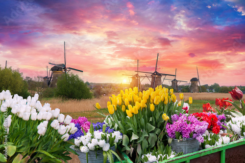 Windmill in Holland Michigan - An authentic wooden windmill from the Netherlands rises behind a field of tulips in Holland Michigan at Springtime. High quality photo