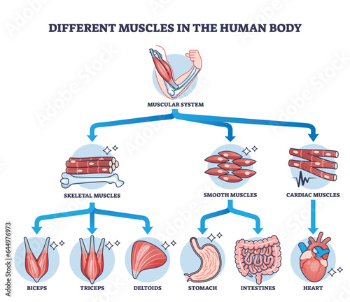 Different muscles in human body and muscular classification outline diagram. Labeled educational physiological parts scheme with anatomic skeletal, smooth and cardiac division vector illustration.
