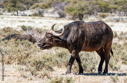 Female Cape buffalo photographed in Mokala National Park, South Africa.