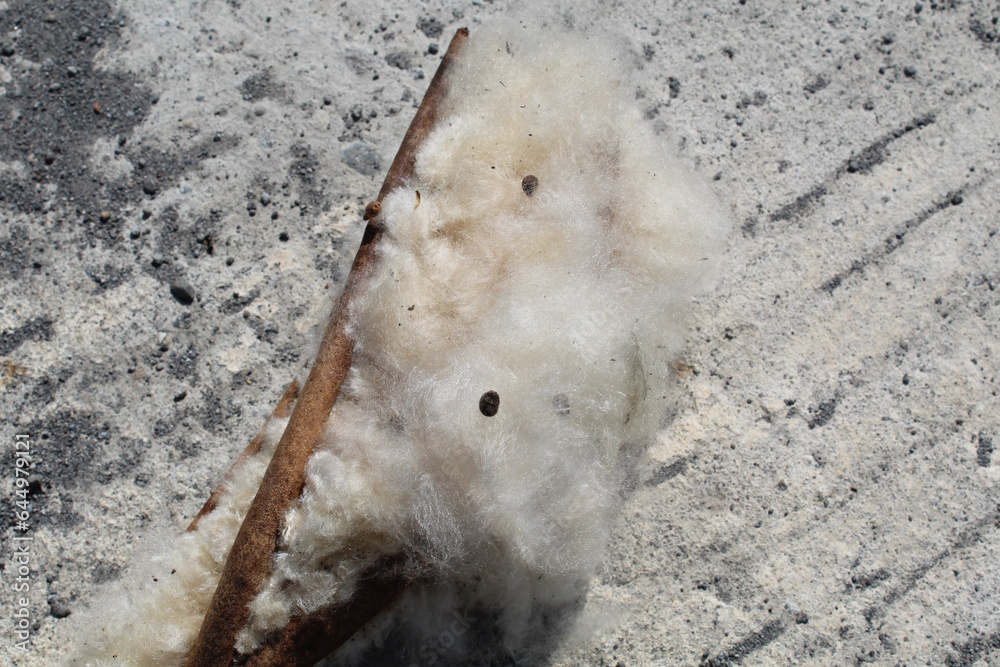 Dried fruit of Ceiba pentandra plant, produce cotton-like fluff known ...