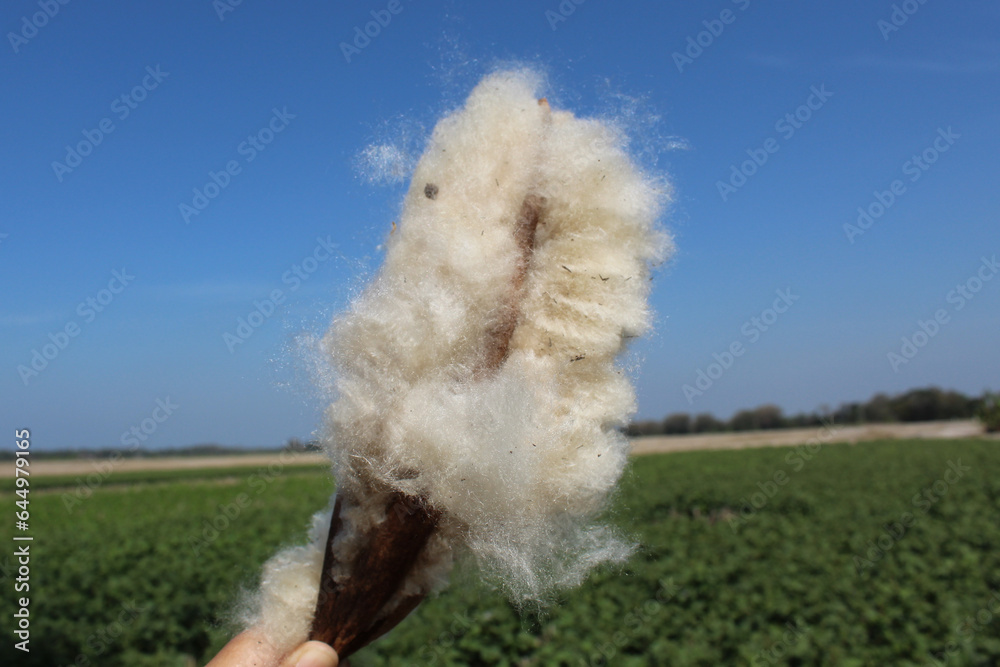 Dried fruit of Ceiba pentandra plant, produce cotton-like fluff known ...