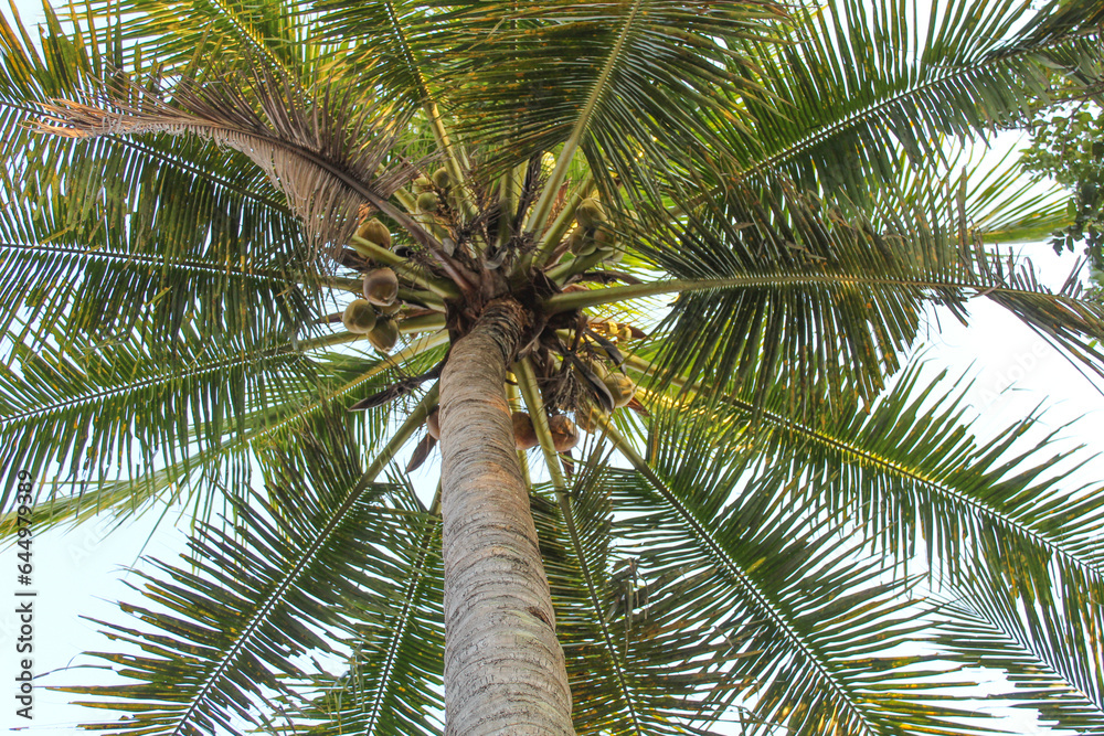 High green coconut tree, view from below. Clear blue sky background High green coconut tree, view from below. Clear blue sky background