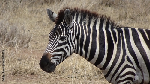 Zebra in the Wild 