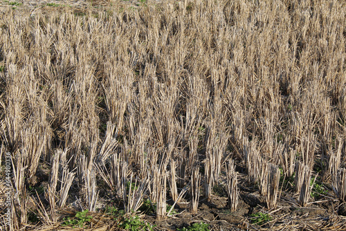 Dry rice fields after harvest during the dry season photo