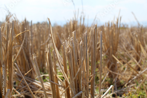 Dry rice straw on rice field after harvest during the dry season