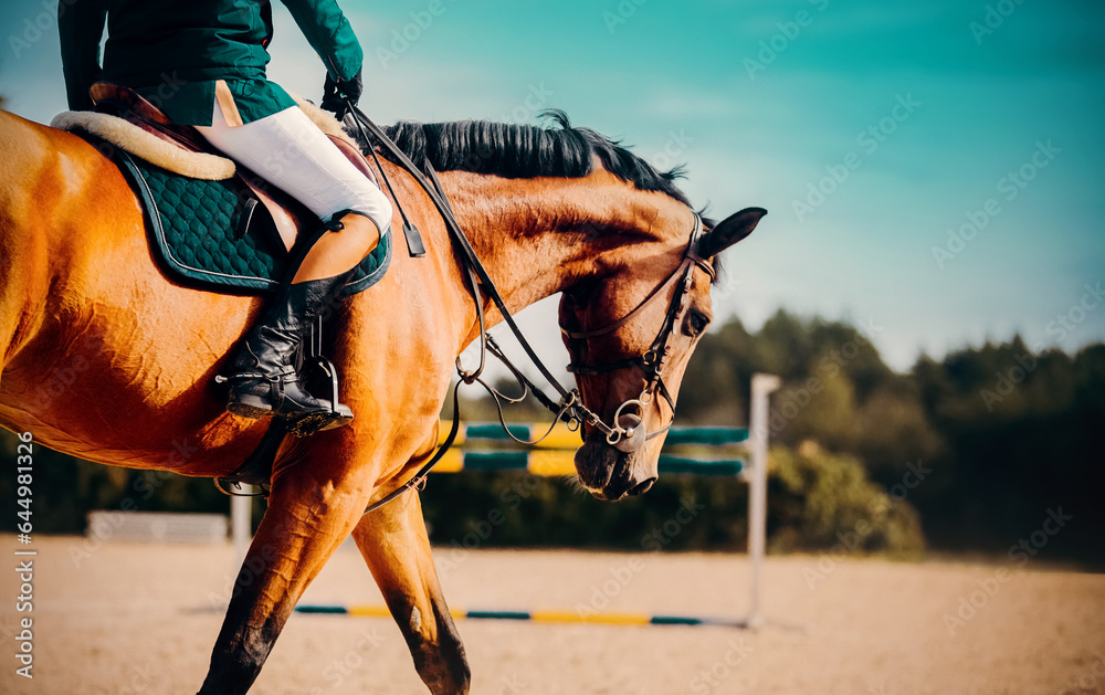 A bay horse with a rider in the saddle is galloping at a show jumping competition on a sunny summer day. The  horse riding, equestrian sports, competition and outdoor activities.  - obrazy, fototapety, plakaty 