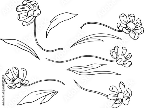Set of cosmea flowers with leaves. Monochrome graphic line drawing. Vector image. Drawing by hand. For the design of websites, business cards, labels, printing posters on textiles and dishes. Vector