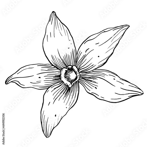 Vanilla Flower. Vector hand drawn illustration of herbal food spice on white isolated background. Outline drawing of blooming orchid for essential oil or natural cosmetic. Black line art engraving.