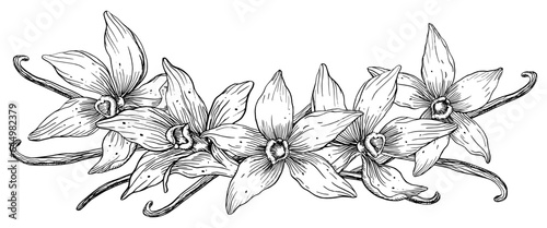 Vanilla Flower with Sticks set. Vector hand drawn illustration of orchid Flower and pods on isolated background. Bundle with outline drawing of spice. Sketch in line art style painted by black inks.