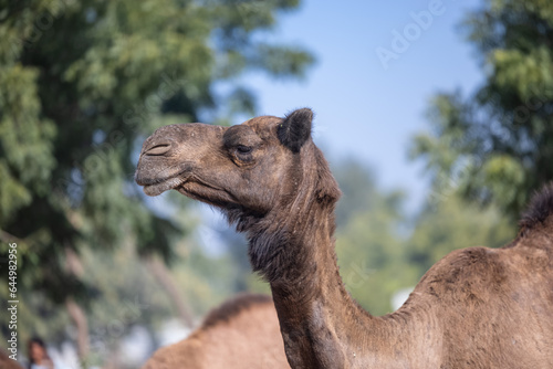 Herd of camel on desert of rajasthan in bikaner camel festival.