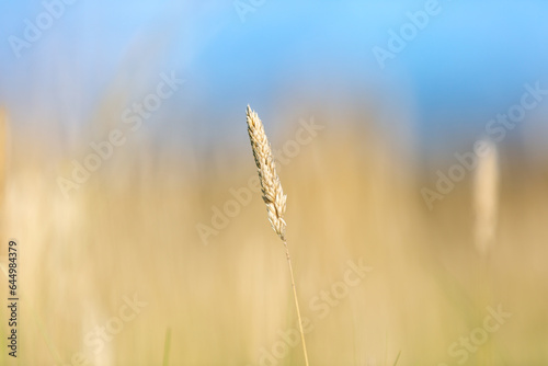 A close up of a stem of wild grass in the summer sunshine, with a shallow depth of field