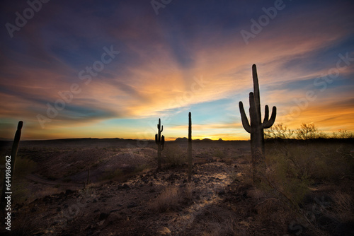 Twilight in the desert. Saguaro cacti stand in silhouette against the glowing sky of twilight.