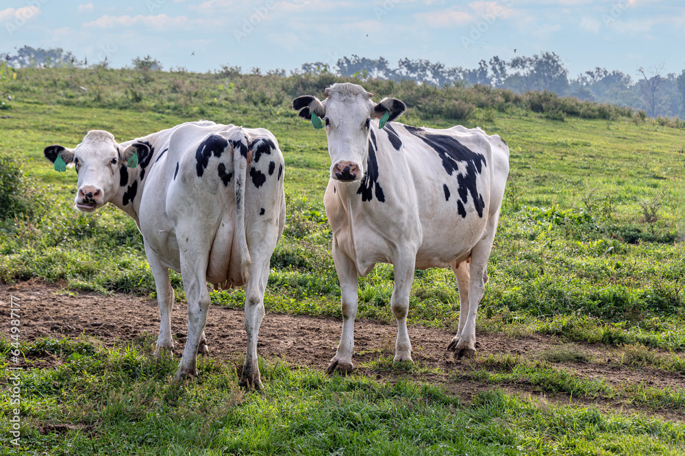 Milk cows in pasture