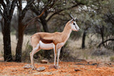 Springbok photographed in Mokala National Park, South Africa.