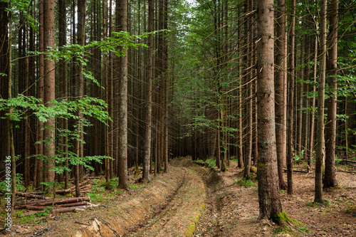 Fototapeta Naklejka Na Ścianę i Meble -  The road in the spruce forest