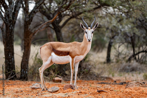 Steenbok ewe photographed in Mokala National Park  Gauteng  South Africa.