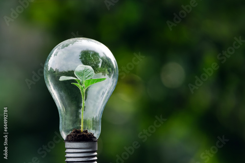 A tree growing in an energy efficient light bulb, the concept of environmentally friendly and sustainable energy options.