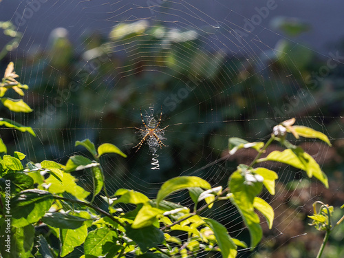 The wasp spider is in the center of the web, which he stretched among the vegetation. The sun's rays shine on the web, spider and leaves. Natural background with Argiope bruennichi.