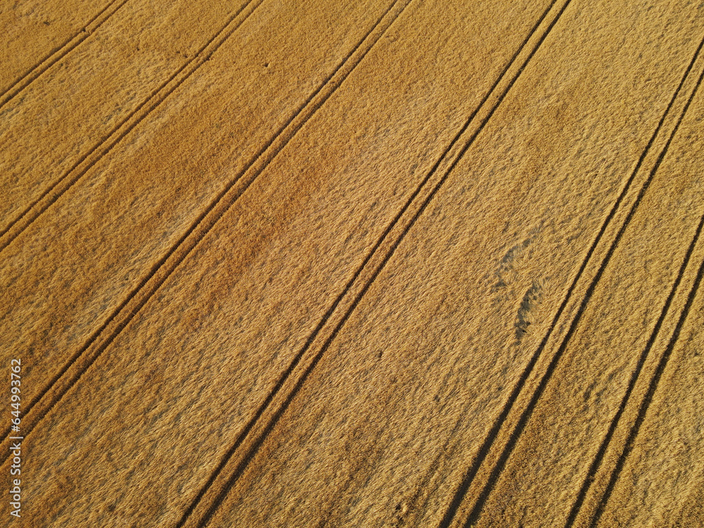 Ripe gold colored crop field from above in summer Ripe gold colored crop field from above in summer