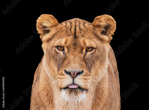 close up of a lion with black background