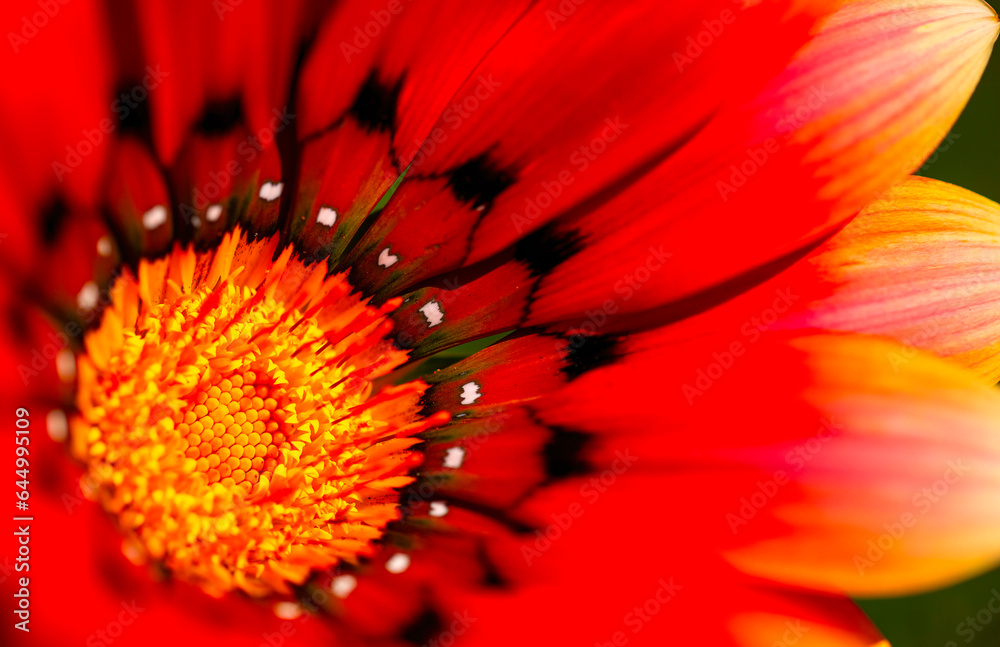 Orange and red rays. A close up of a Namaqua Gazania (Gazania leiopoda) flower illustrating the range of exquisite colours present in these perennial flowers. Orange and red rays. A close up of a Namaqua Gazania (Gazania leiopoda) flower illustrating the range of exquisite colours present in these perennial flowers.