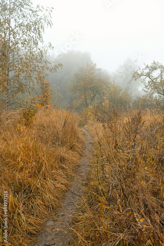 abstract autumn forest background. foggy day in nature. fall season. wet cold fog weather. Misty landscape with path through autumn grass, trees. natural backdrop.