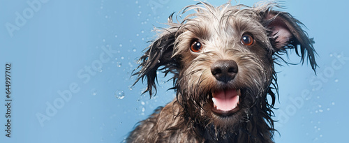 Wet disheveled shaggy dog on a blue background with space for text