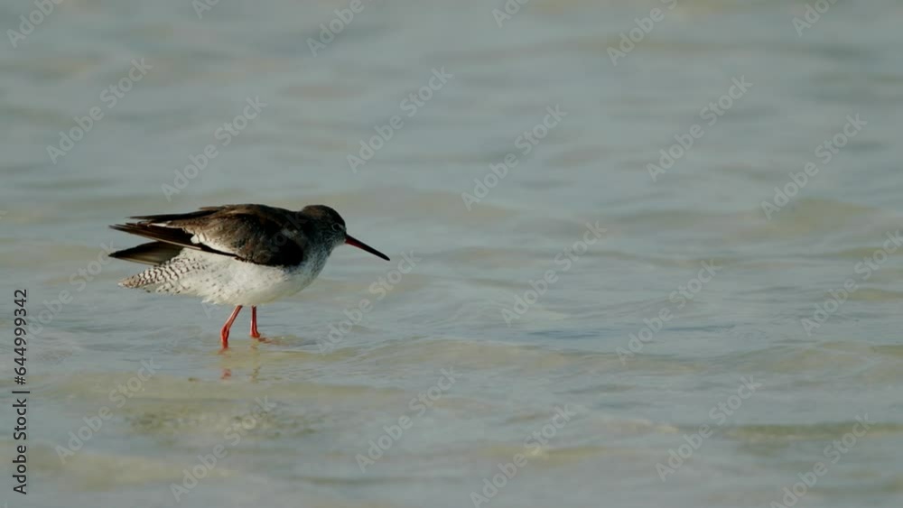 Redshank bathing and preening at Busaiteen coast Redshank bathing and preening at Busaiteen coast