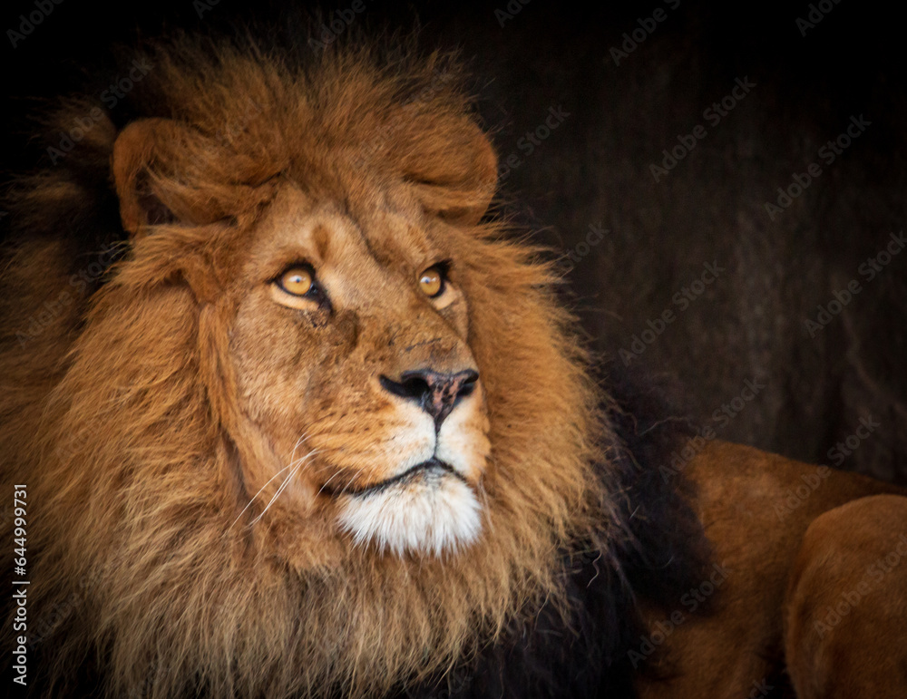 Fototapeta premium portrait of a lion