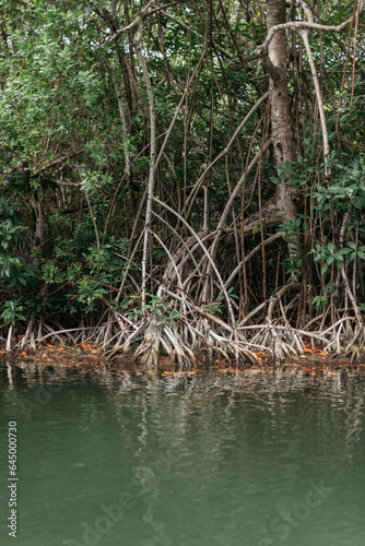 mangrove roots in mexican jungle river