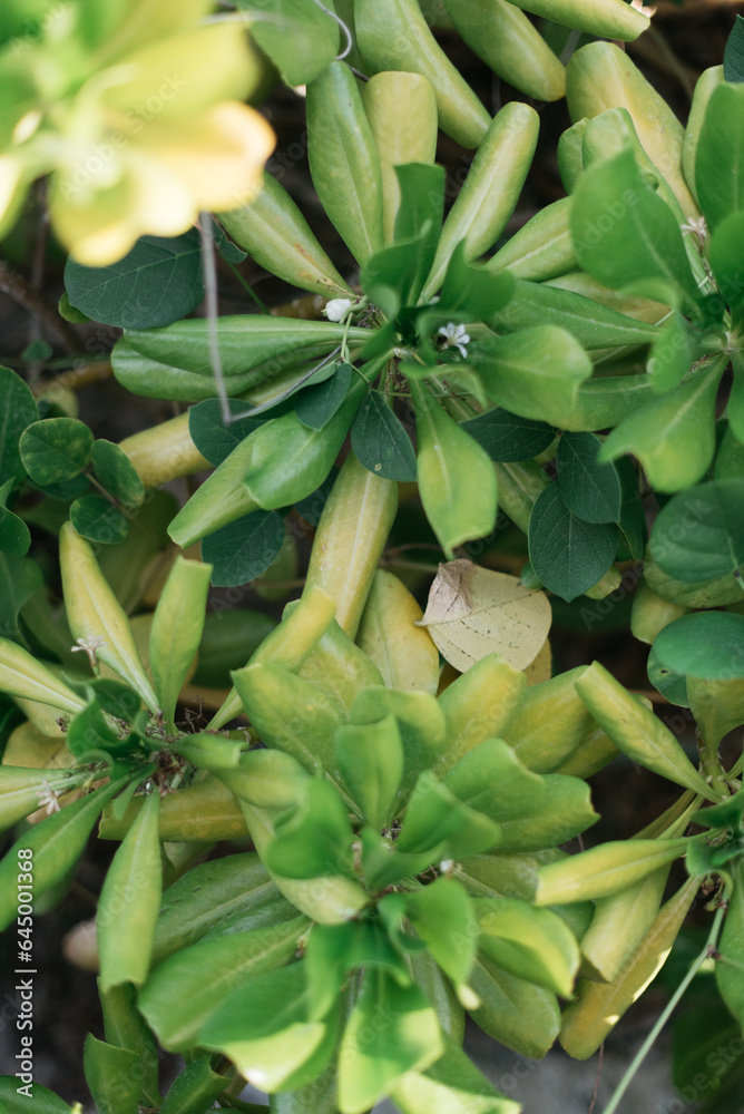 Fototapeta premium green leaves in a jungle