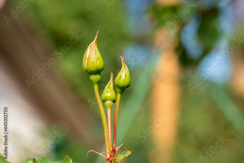 Soft focus on unopened rose buds under bright sunlight.