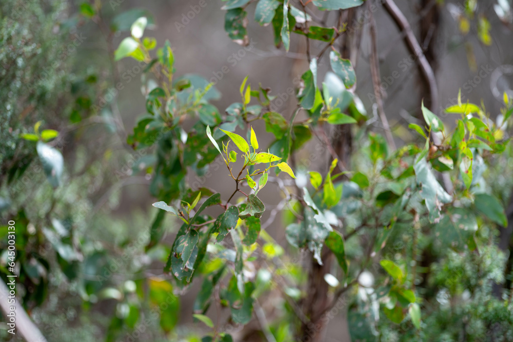 coastal native australian plants by the beach coastal native australian plants by the beach