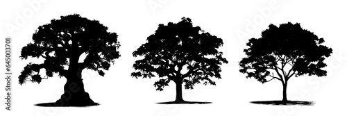 tree silhouette. black and white tree. black and white silhouettes of trees with clipping path photo