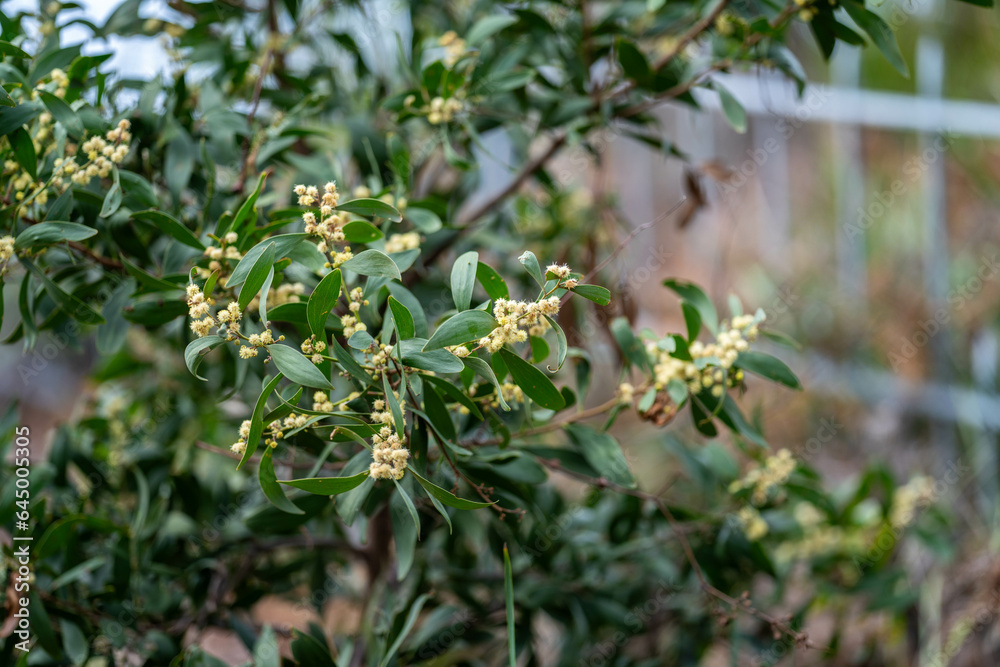 coastal native australian plants by the beach coastal native australian plants by the beach