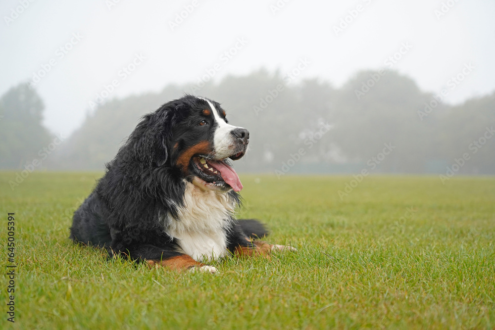 Bernese Mountain Dog lying on the grass in the park, foggy morning 