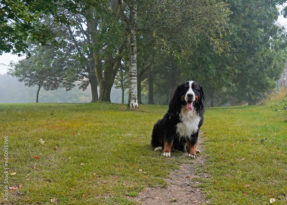Bernese Mountain Dog sitting on the path in the park in foggy summer morning 