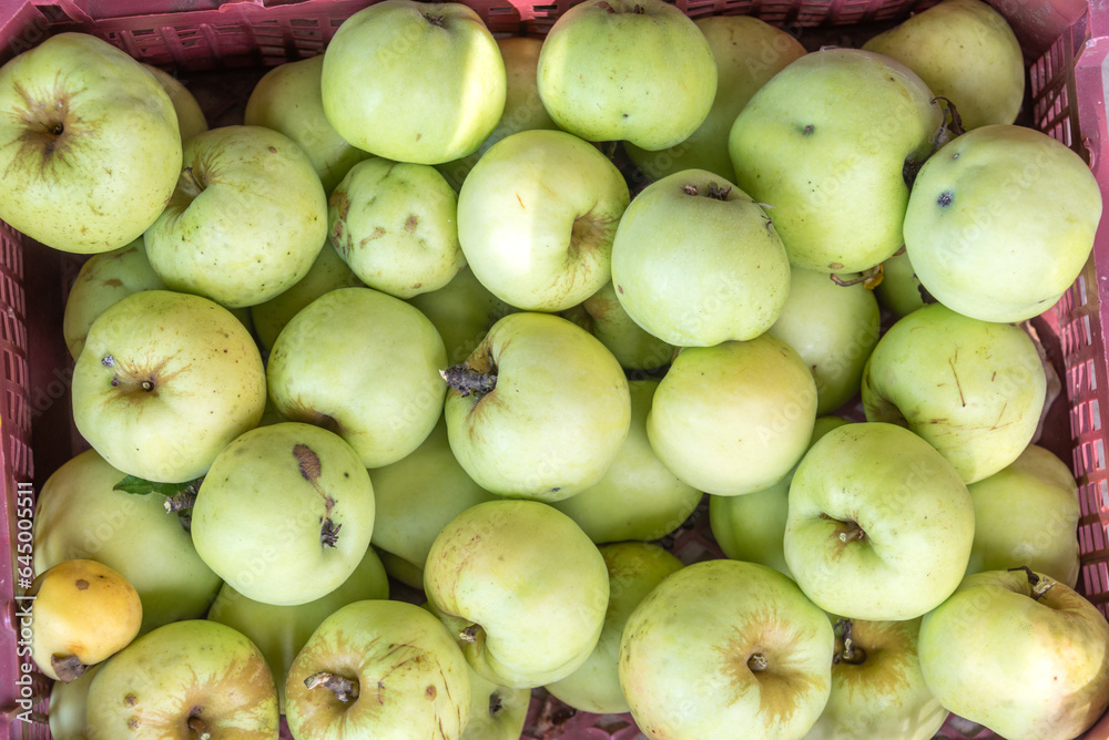 Top view of apples collected in a plastic box. Top view of apples collected in a plastic box.