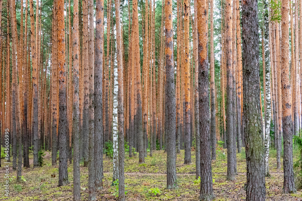 Obraz premium Background from trunks of pine trees in a pine forest.